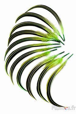 Anatra Mandarino - 15-20 cm -  lime
